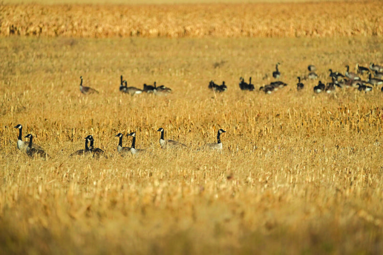 Early goose season provides August hunting opportunities News, Sports